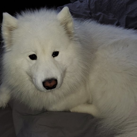 Adidas crop shirt - Picture 5 of 5